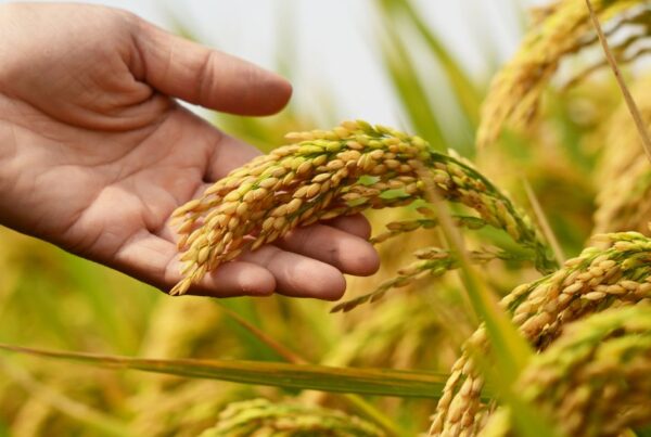 Crop Insurance