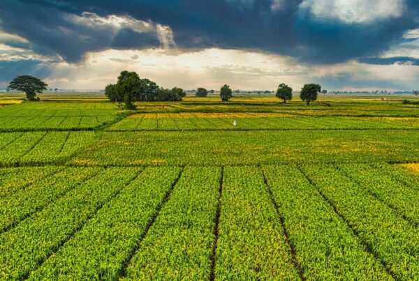 Land