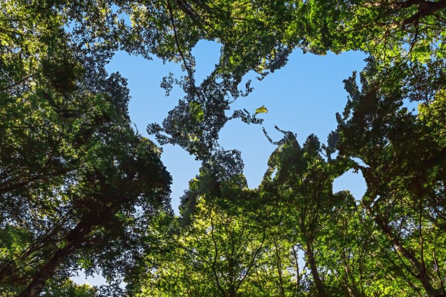 Conservation Easement