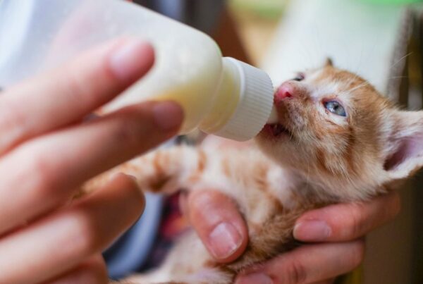 Revival Animal Health