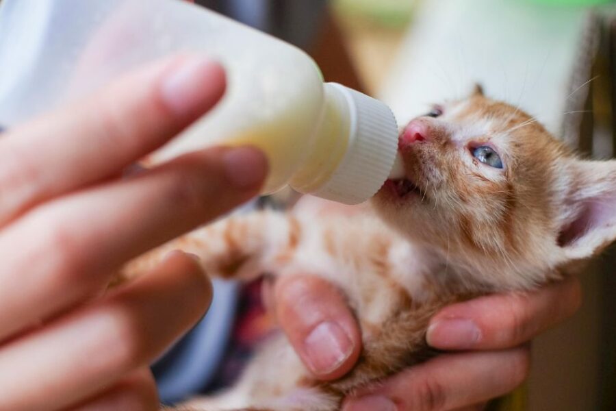 Revival Animal Health